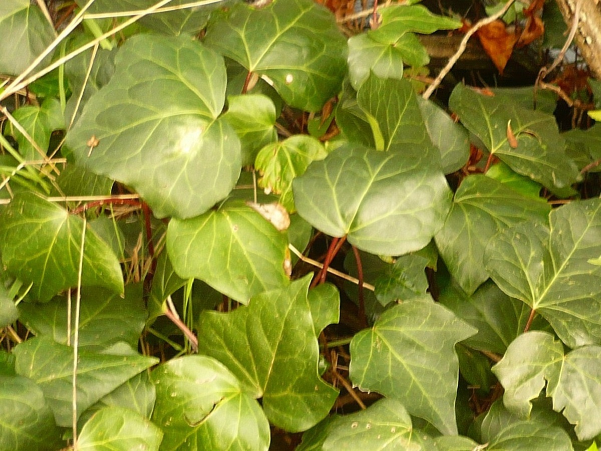 Hedera algeriensis (Araliaceae)